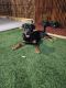 Rottweiler Puppies for sale in Melbourne, Victoria. price: $3,000