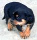 Rottweiler Puppies for sale in Moga, Punjab 142001, India. price: 18000 INR