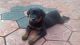 Rottweiler Puppies for sale in Kozhikode, Kerala 673001, India. price: 12000 INR