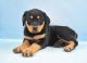 Rottweiler Puppies for sale in Las Vegas, Nevada. price: $5,000