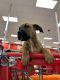 Rottweiler Puppies for sale in Philadelphia, Pennsylvania. price: $15,000