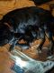 Rottweiler Puppies for sale in Martinsville, Virginia. price: $2,000
