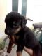 Rottweiler Puppies for sale in Tiruppur, Tamil Nadu 641601, India. price: 9000 INR
