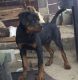 Rottweiler Puppies for sale in Dindigul, Tamil Nadu 624001, India. price: 15000 INR