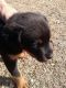 Rottweiler Puppies for sale in Chandigarh, India. price: 7000 INR