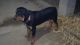 Rottweiler Puppies for sale in Agra, Uttar Pradesh, India. price: 12000 INR