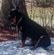 Rottweiler Puppies for sale in Roxbury, Maine. price: $500