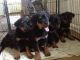 Rottweiler Puppies for sale in Jalandhar, Punjab 144001, India. price: 8500 INR
