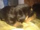Rottweiler Puppies for sale in Chandigarh, India. price: 15000 INR