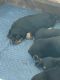 Rottweiler Puppies for sale in Zephyrhills, FL 33541, USA. price: $180,000