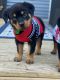 Rottweiler Puppies for sale in Penns Grove, New Jersey. price: $1,600