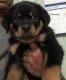 Rottweiler Puppies for sale in 171 Bonnafield Dr, Hermitage, TN 37076, USA. price: $2,800