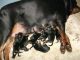 Rottweiler Puppies for sale in Thiruvananthapuram, Kerala 695001, India. price: 11000 INR