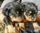 Rottweiler Puppies for sale in New Delhi, Delhi 110001, India. price: 18000 INR