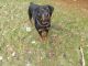 Rottweiler Puppies for sale in Bremen, OH 43107, USA. price: NA