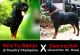 Rottweiler Puppies for sale in Shoranur, Kerala 679121, India. price: 25000 INR
