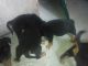 Rottweiler Puppies for sale in New Delhi, Delhi 110001, India. price: 9000 INR