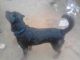 Rottweiler Puppies for sale in Gurgaon, Haryana 122001, India. price: 50000 INR