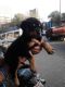 Rottweiler Puppies for sale in Mumbai, Maharashtra, India. price: 11000 INR