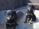 Rottweiler Puppies for sale in Moga, Punjab 142001, India. price: 9000 INR
