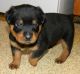 Rottweiler Puppies for sale in Cambridge, MA, USA. price: NA