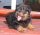 Rottweiler Puppies for sale in Bloomington Springs, TN 38545, USA. price: NA