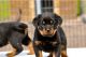Rottweiler Puppies for sale in Norfolk, VA, USA. price: $300