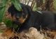 Rottweiler Puppies for sale in Arcadia, FL 34266, USA. price: $400