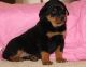 Rottweiler Puppies for sale in Akhiok, AK 99615, USA. price: NA