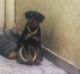 Rottweiler Puppies for sale in Amritsar, Punjab 143001, India. price: 11000 INR