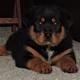 Rottweiler Puppies for sale in Antioch, CA, USA. price: $400