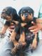 Rottweiler Puppies for sale in Kolkata, West Bengal 700001, India. price: 15000 INR