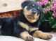 Rottweiler Puppies for sale in Aleknagik, AK, USA. price: NA