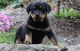 Rottweiler Puppies for sale in Hollywood, FL, USA. price: $300