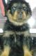 Rottweiler Puppies for sale in Arcadia, FL 34266, USA. price: $900