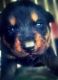 Rottweiler Puppies for sale in Wurtland, KY 41144, USA. price: NA