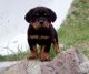 Rottweiler Puppies for sale in California, USA. price: NA