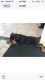 Rottweiler Puppies for sale in Milwaukee, WI, USA. price: NA
