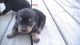 Rottweiler Puppies for sale in Central City, KY 42330, USA. price: NA