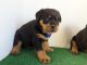 Rottweiler Puppies for sale in Orange, CA, USA. price: NA