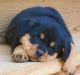 Rottweiler Puppies for sale in Brownsville, TX, USA. price: NA