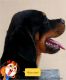 Rottweiler Puppies for sale in New Delhi, Delhi 110001, India. price: 20000 INR