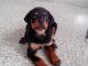Rottweiler Puppies for sale in Coimbatore, Tamil Nadu, India. price: 14000 INR