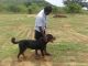 Rottweiler Puppies for sale in Cumbum, Tamil Nadu 625516, India. price: 7000 INR