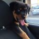 Rottweiler Puppies for sale in Ahmedabad, Gujarat, India. price: 15000 INR