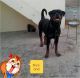 Rottweiler Puppies for sale in Ludhiana, Punjab 141001, India. price: 20000 INR