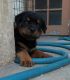 Rottweiler Puppies for sale in Patiala, Punjab 147001, India. price: 6000 INR