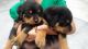 Rottweiler Puppies for sale in New Delhi, Delhi 110001, India. price: 15000 INR