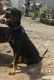 Rottweiler Puppies for sale in Sangli, Maharashtra, India. price: 13000 INR