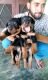 Rottweiler Puppies for sale in Chandigarh, India. price: 10000 INR